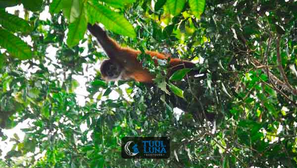 excursie coba