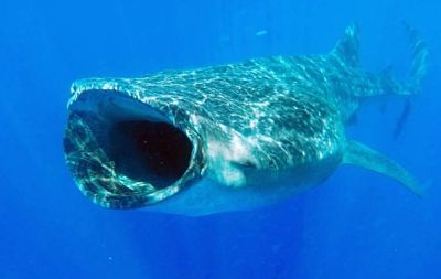 Swimming with whale sharks in Mexico