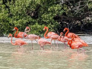 Roze flamingo's - Celestun